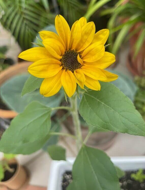 Growing Sunflowers at Clarion School Dubai